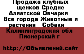 Продажа клубных щенков Средне Азиатской Овчарки - Все города Животные и растения » Собаки   . Калининградская обл.,Пионерский г.
